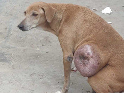 KIKI IS IN DIRE NEED OF YOUR HELP!