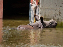 Food for Rescued Baby Rhinos from Flood in Kaziranga #AssamFloods
