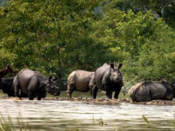 Fundraiser for Pobitora Wildlife Sanctuary & Flood Victims of Assam