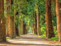 Save Nature, Plant Trees