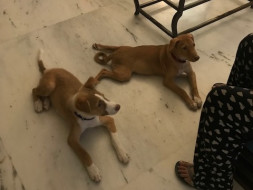 Help Chotu and Choti fly to Canada