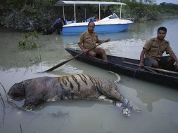 SAVE ASSAM SAVE WILD