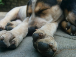 Help These Dogs Live A Better Life