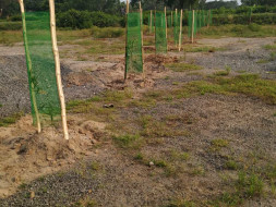 Planting Trees in Our area