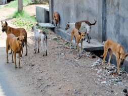 Home for Stray Dogs