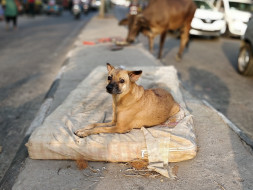 Dogs of Delhi - Sponsor a Stray