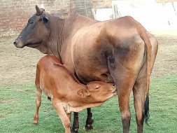Help us Help other Animals !!!