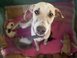 Help 200+ Abandoned And Rescued Animals!