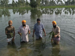 HELP THE POOR FARMERS SUFFERING FROM FLOODS