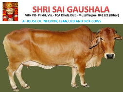 Help Us Build a Goushala