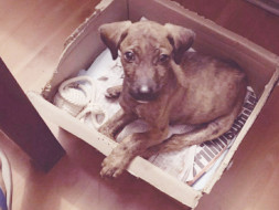 Help House of Paws