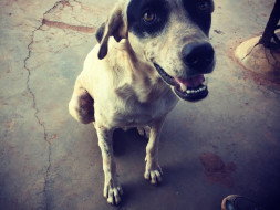 Help stray dogs receive a good nutritious meal .