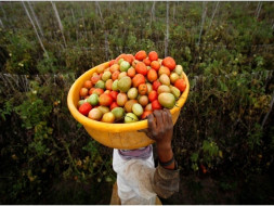 Support 15 Small Farmers Self Help Group - Yantra Mitra SHG