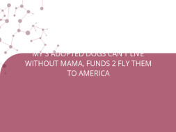 MY 3 ADOPTED DOGS CAN'T LIVE WITHOUT MAMA, FUNDS 2 FLY THEM TO AMERICA