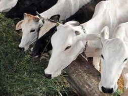 TO PROVIDE SHELTER AND CARE FOR STREET COWS