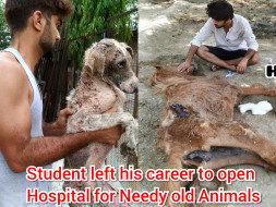 Help Needy abandoned, Paralyzed Animals