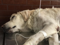 Help Boxer Recover From Kidney and Lung Infection