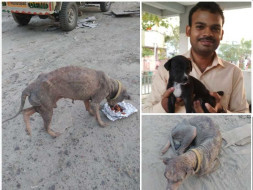 Maheshwaran seeks your help to save a poor homeless dog.