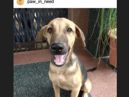Help Lucky And Snoopy To Reach Their Forever Home