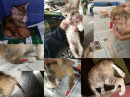 Help Mia, a 2 month old kitten for her tail amputation surgery!