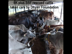 Dhyan Foundation Rehabilitates Cattle Rescued by BSF