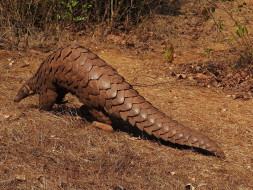 Save Pangolins in Sindhudurga District, Maharashtra, India