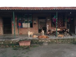 Help Earthlings Trust construct new sheds and a puppy pen