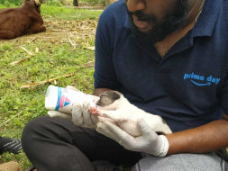 Help Animals And Livestock In Flood-Affected Areas Of Uttara Karnataka