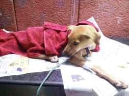 HELP ELEVEN DOGS FIGHT DISTEMPER!
