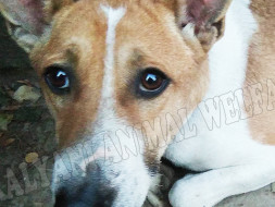 Madhusmita's fundraiser for Kalyani Animal Welfare Foundation (India)