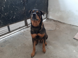 Help Rusty live the life he deserves!
