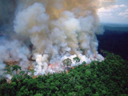 Help the amazon rainforest fire