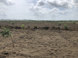 Help Me Reforest To Help Nature!