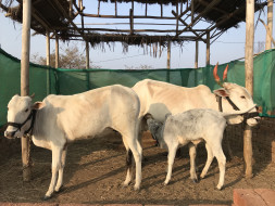 Lakshmi Narayan Gaushala