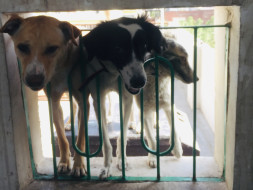 Help her to fly home with her 3 baby