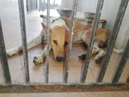 Save Taro and Cheetah