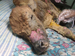 HELP ME TO SAVE A NEW BORN CALF "BHOLA"
