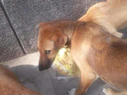 Help me in feeding animals