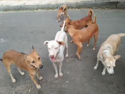 Help Feed and neuter/spay stray dogs in Anna Nagar,Chennai.