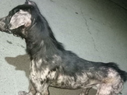 Help Ladoo fight Mange