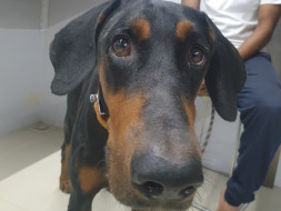We need help with saving CHIEF'S life