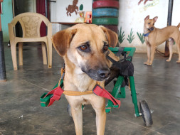 Help LFF save lives & make this world a better place for animals too