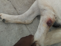 HELP LABRADOR DOG TO WALK..