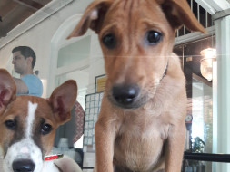 Help "Water" & "Coco" fly to their forever homes