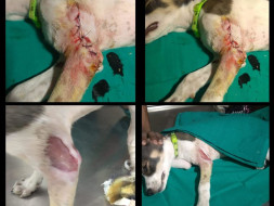 Help Ayushi to care of 50+ street Dogs for food and medical expenses.
