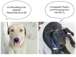 Help Lucky To Fly!