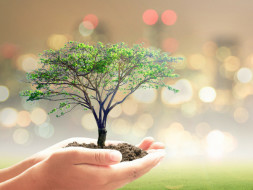 Gift A Tree To Your City
