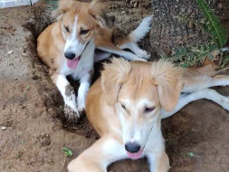Help Bhombol & Gangurani Find Home In USA