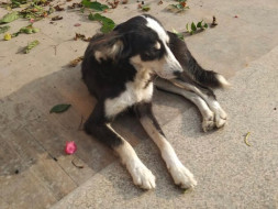 We are Family! Help Us Protect, Care And Adopt Community Dogs