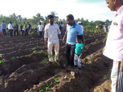 Plant 1 tree for humanity
